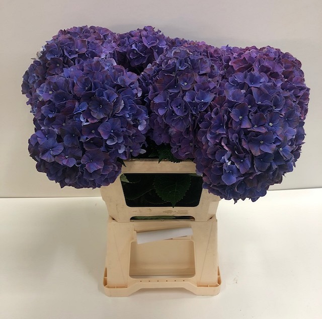 Hydrangea mag pink ruby.jpg